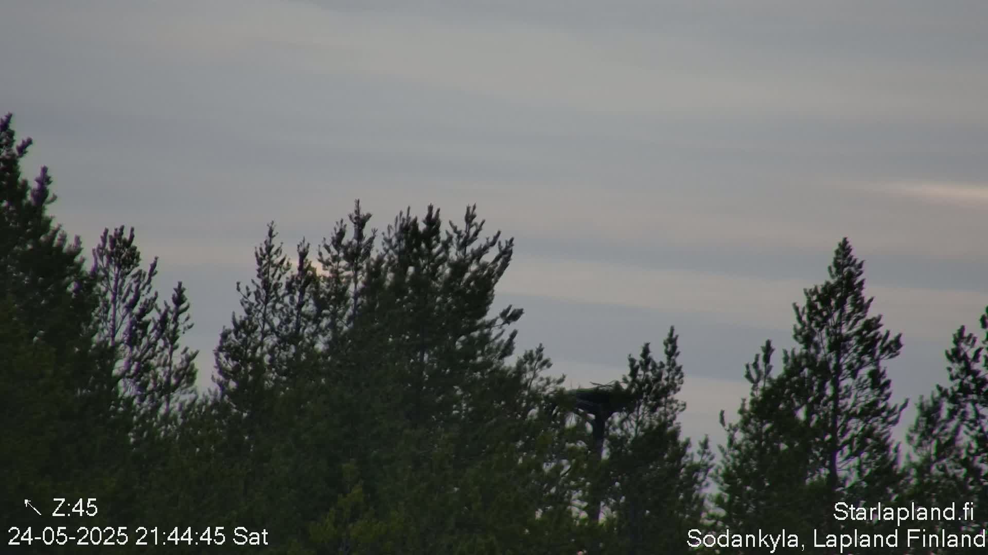 A line of dark evergreen trees stands silhouetted against a pale, overcast sky.