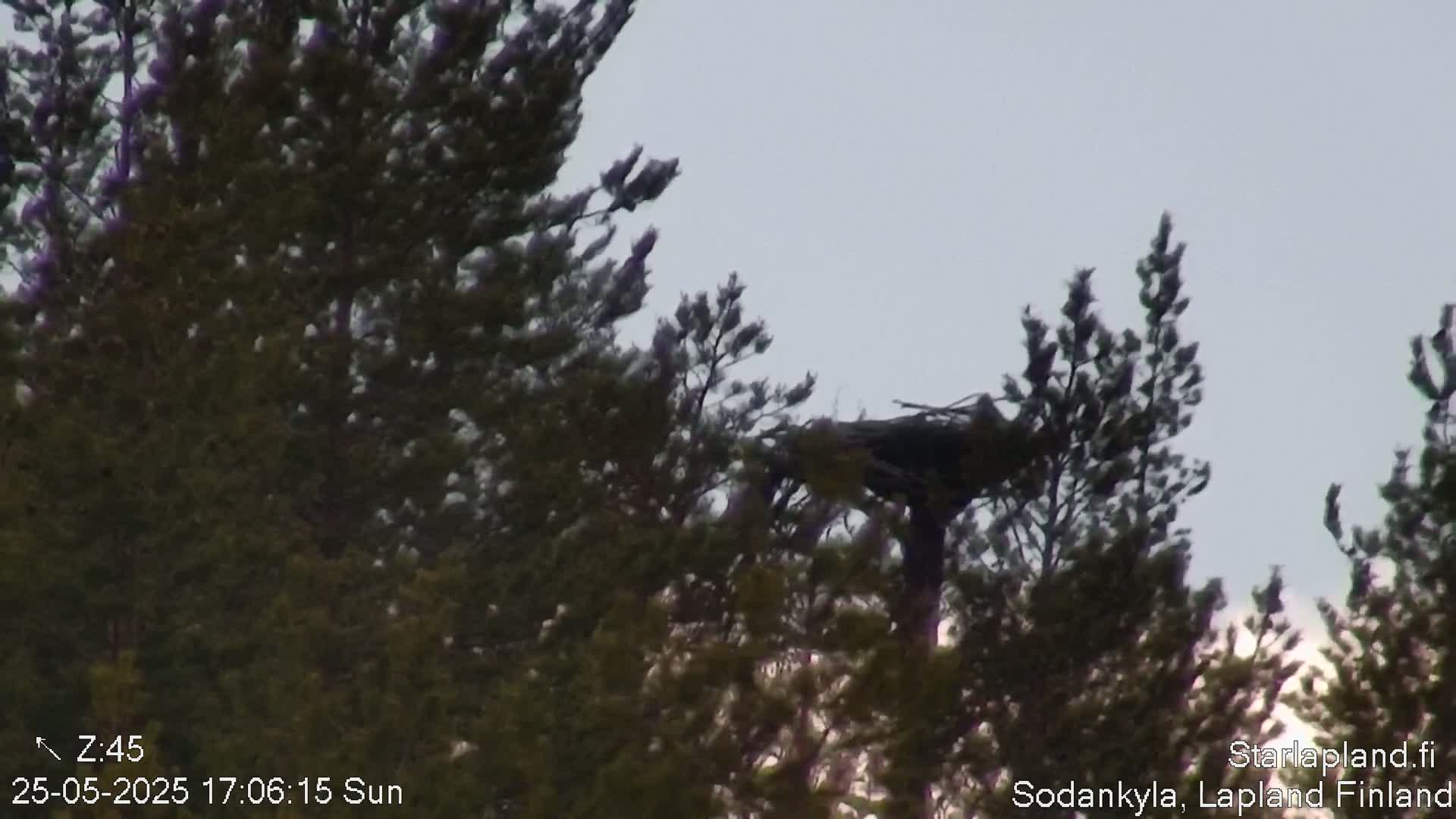 A large bird's nest is visible high in the branches of a pine tree under a cloudy sky.