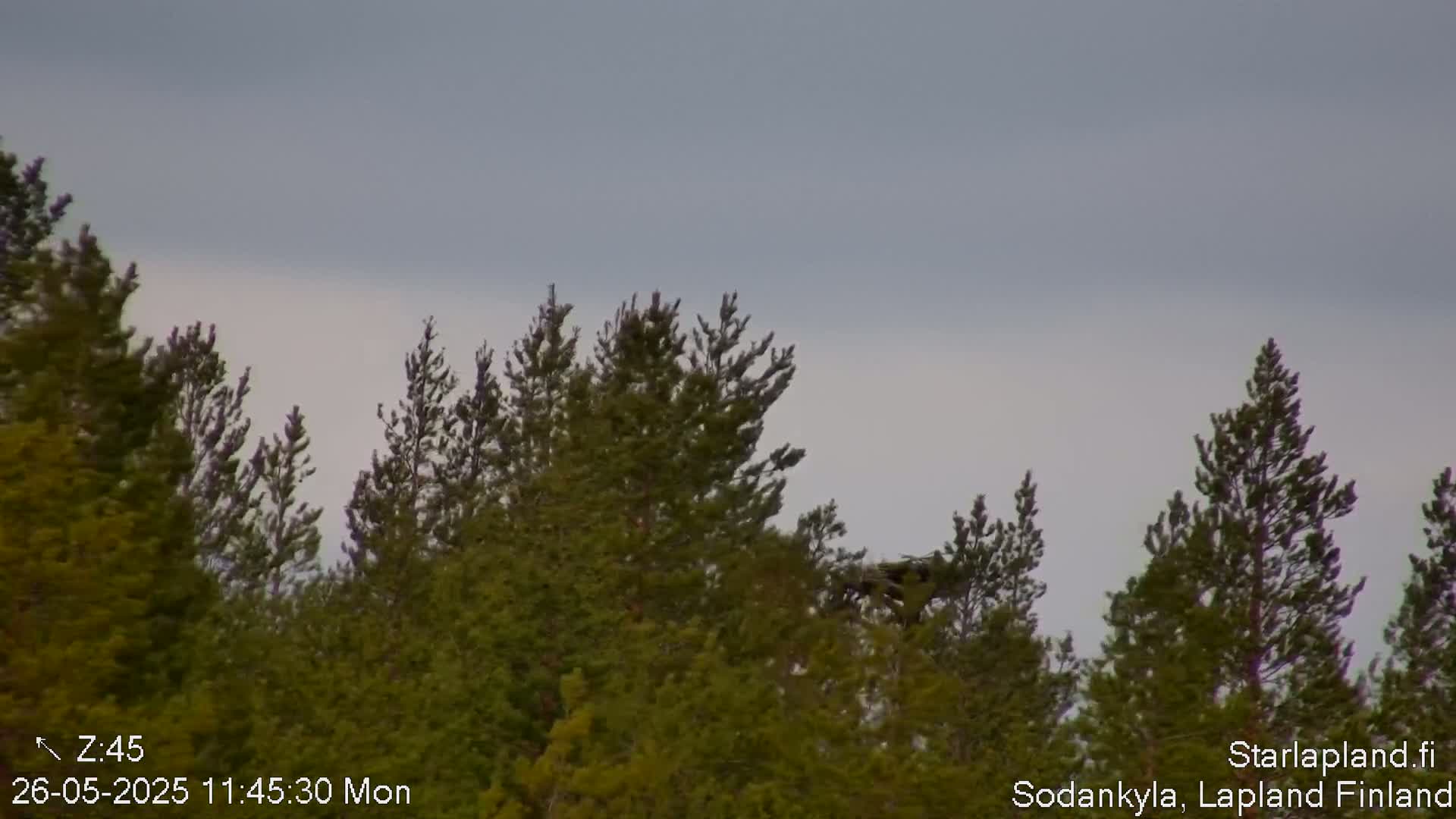 A dark bird is perched high in a stand of evergreen trees under an overcast sky.