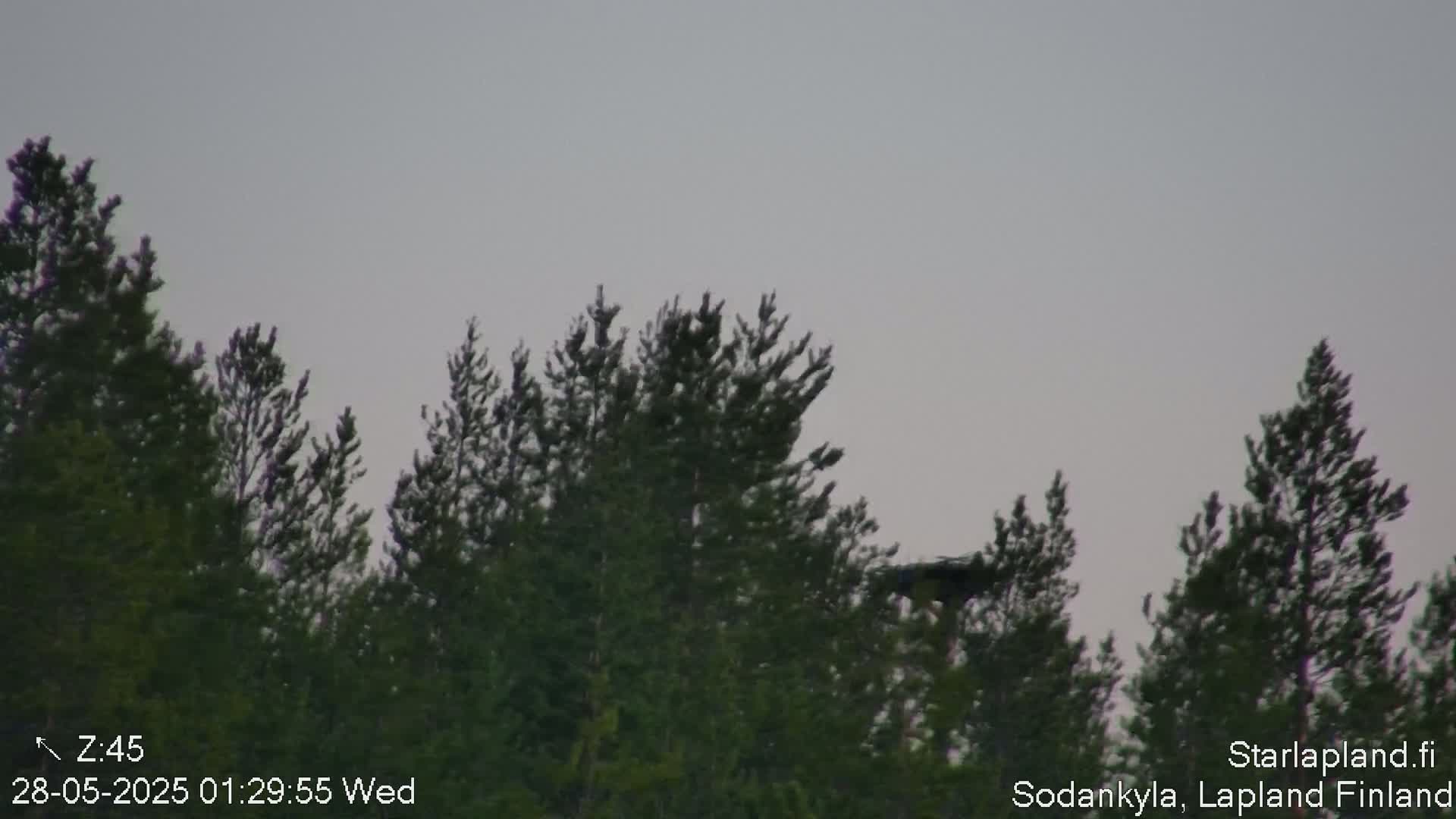 A dark bird flies over a line of dark green pine trees under an overcast sky.