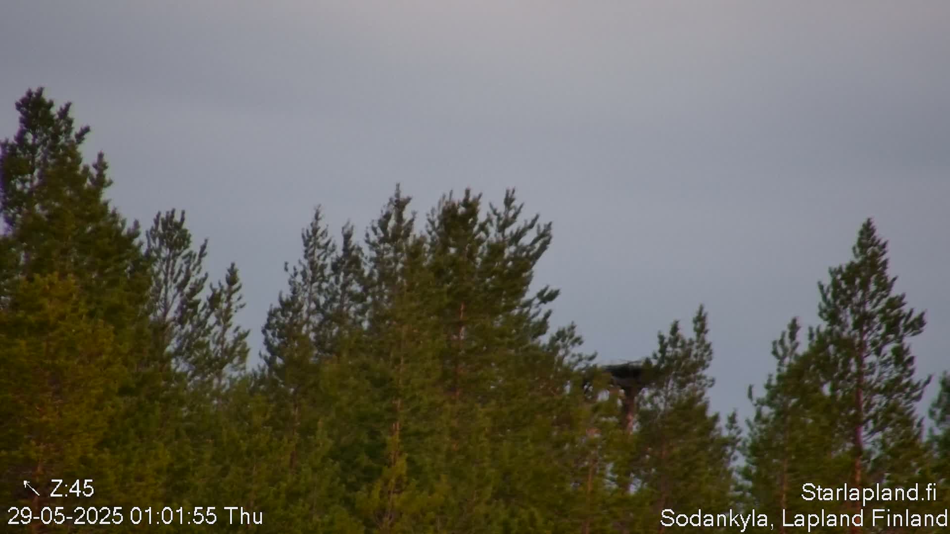 A stand of evergreen trees is visible under a light gray sky.