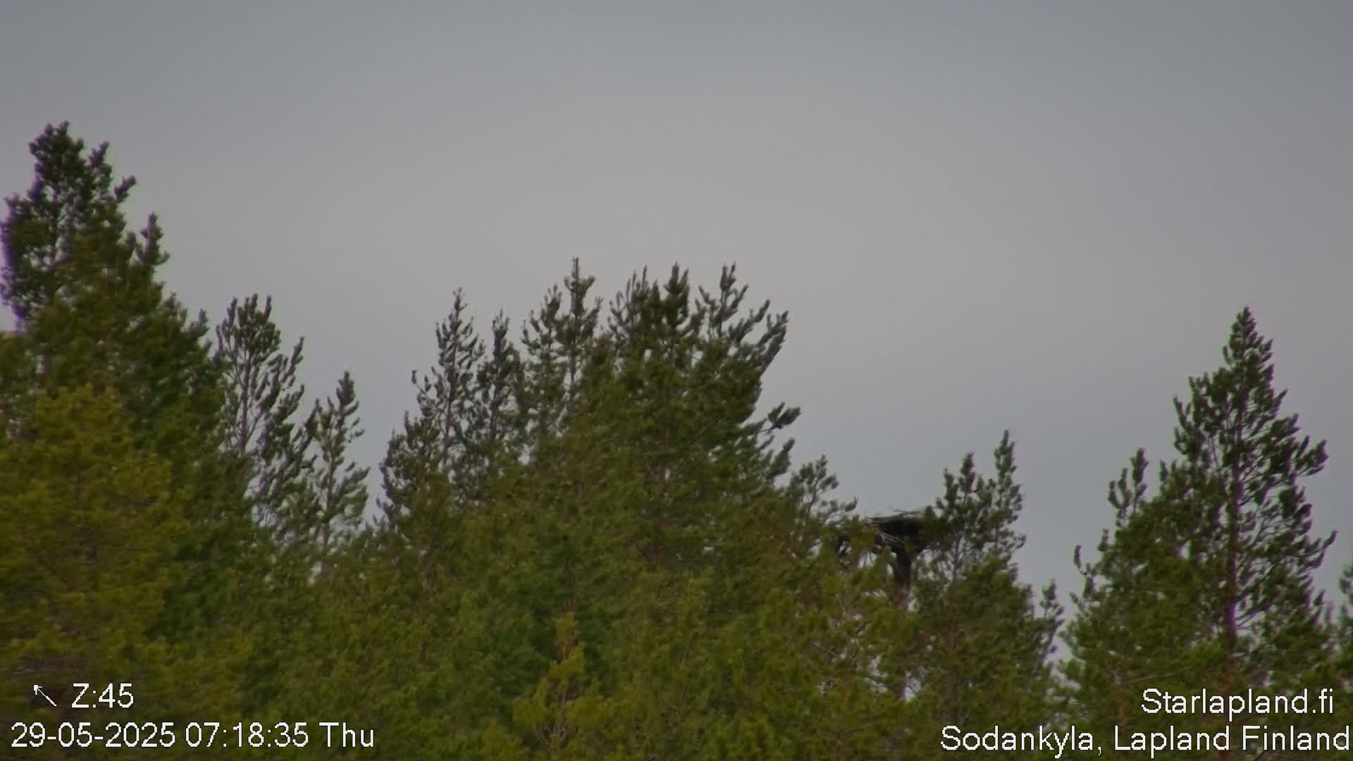 A bird's nest sits atop a tall pine tree amidst a cluster of similar evergreens under an overcast sky.
