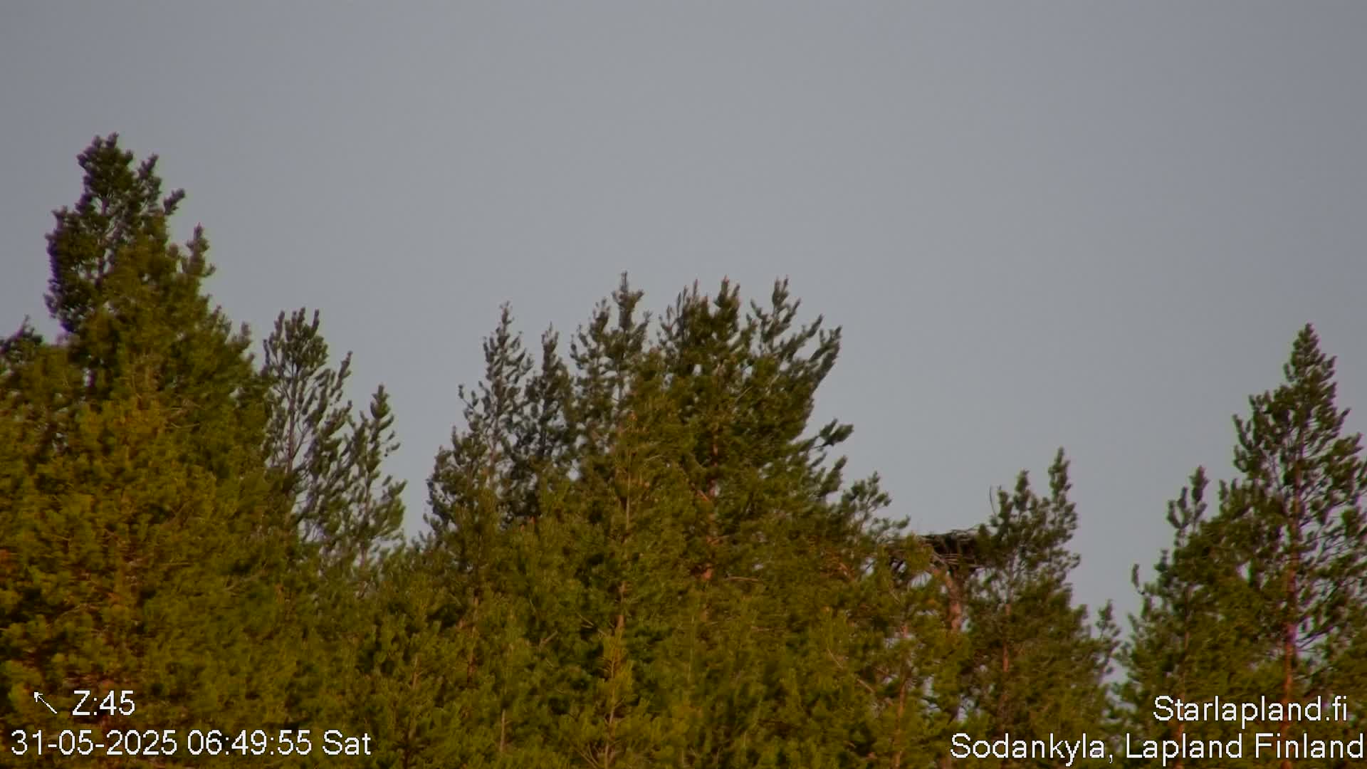 A bird's nest is visible in a stand of evergreen trees under a pale gray sky.