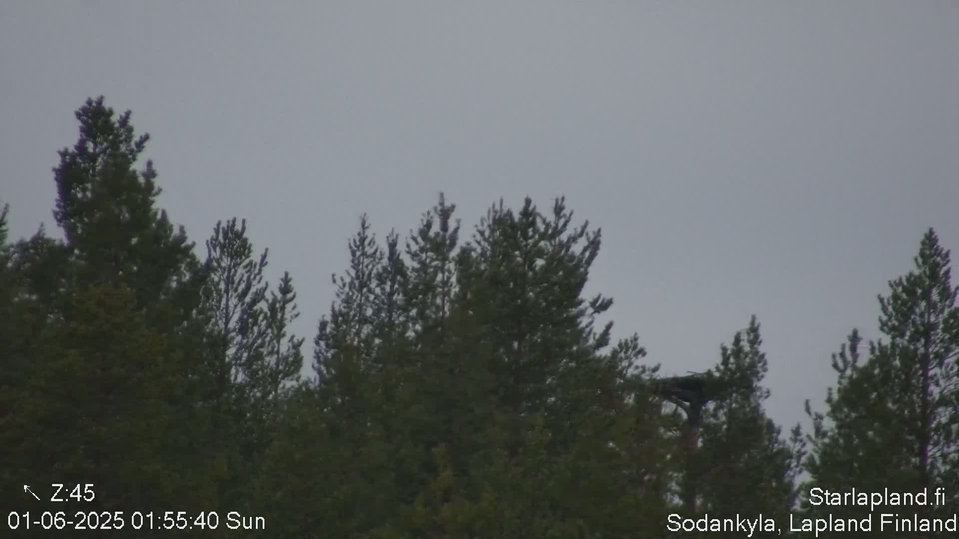 A line of evergreen trees is visible against an overcast sky.