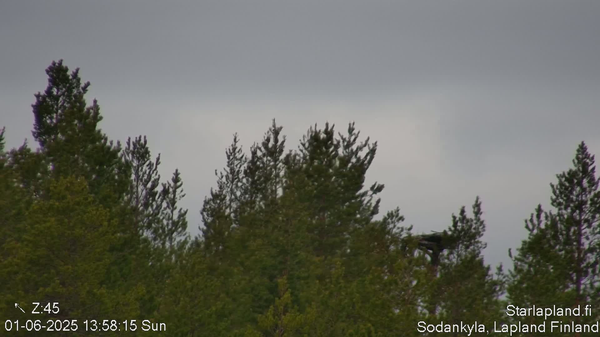 A dark gray overcast sky hangs above a dense cluster of evergreen trees.