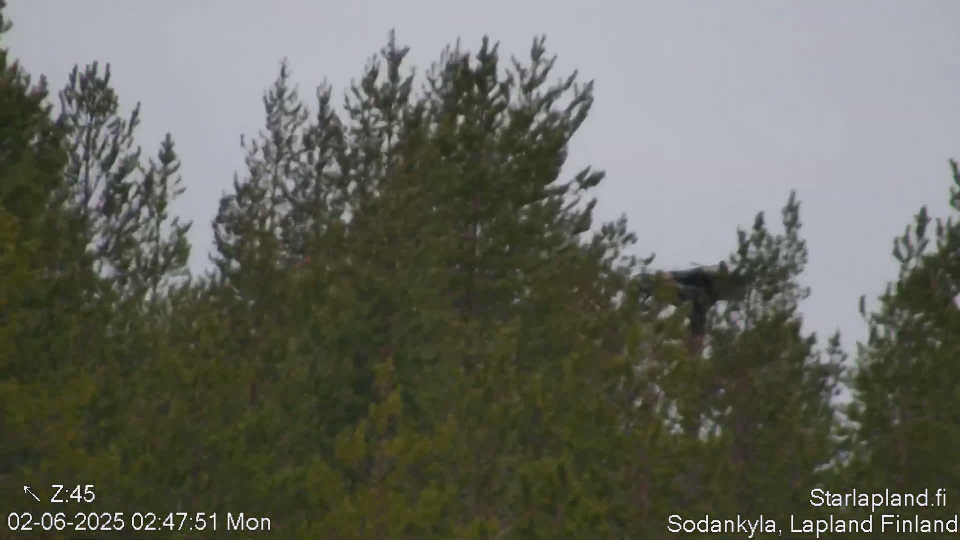 A dark bird flies over a line of evergreen trees under an overcast sky.