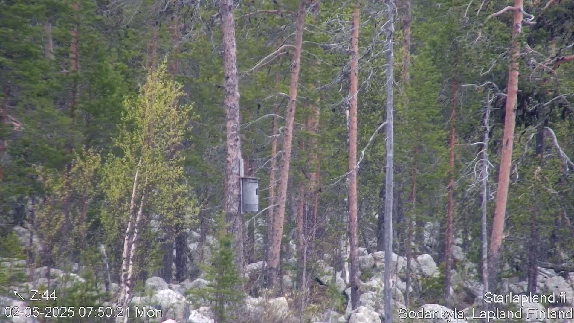 Kitinen River & Osprey Nest  View Sodankylä Live Cam -  Sodankyla, Northern Lapland (Pohjois-Lappi), Lapland (Lappi),Finland