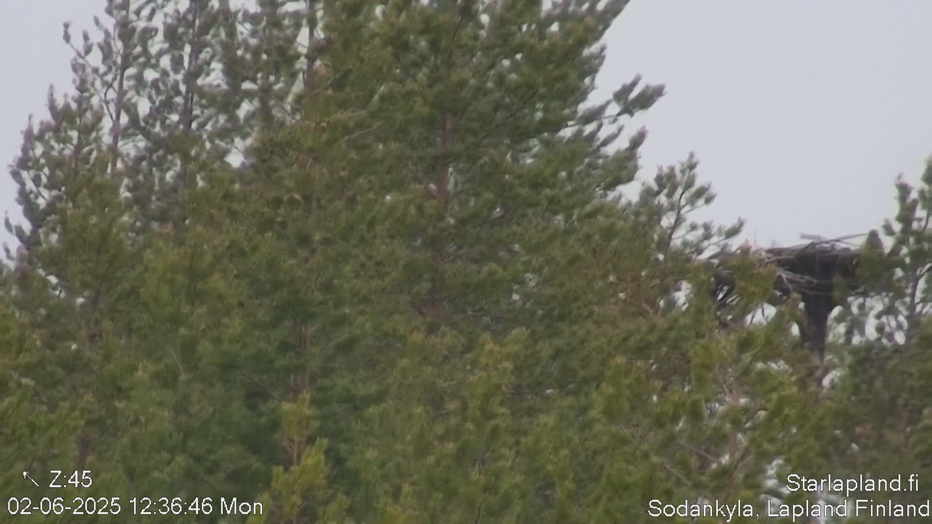 A large bird's nest is visible in the top right of the image, partially obscured by evergreen trees swaying in a light wind under an overcast sky.