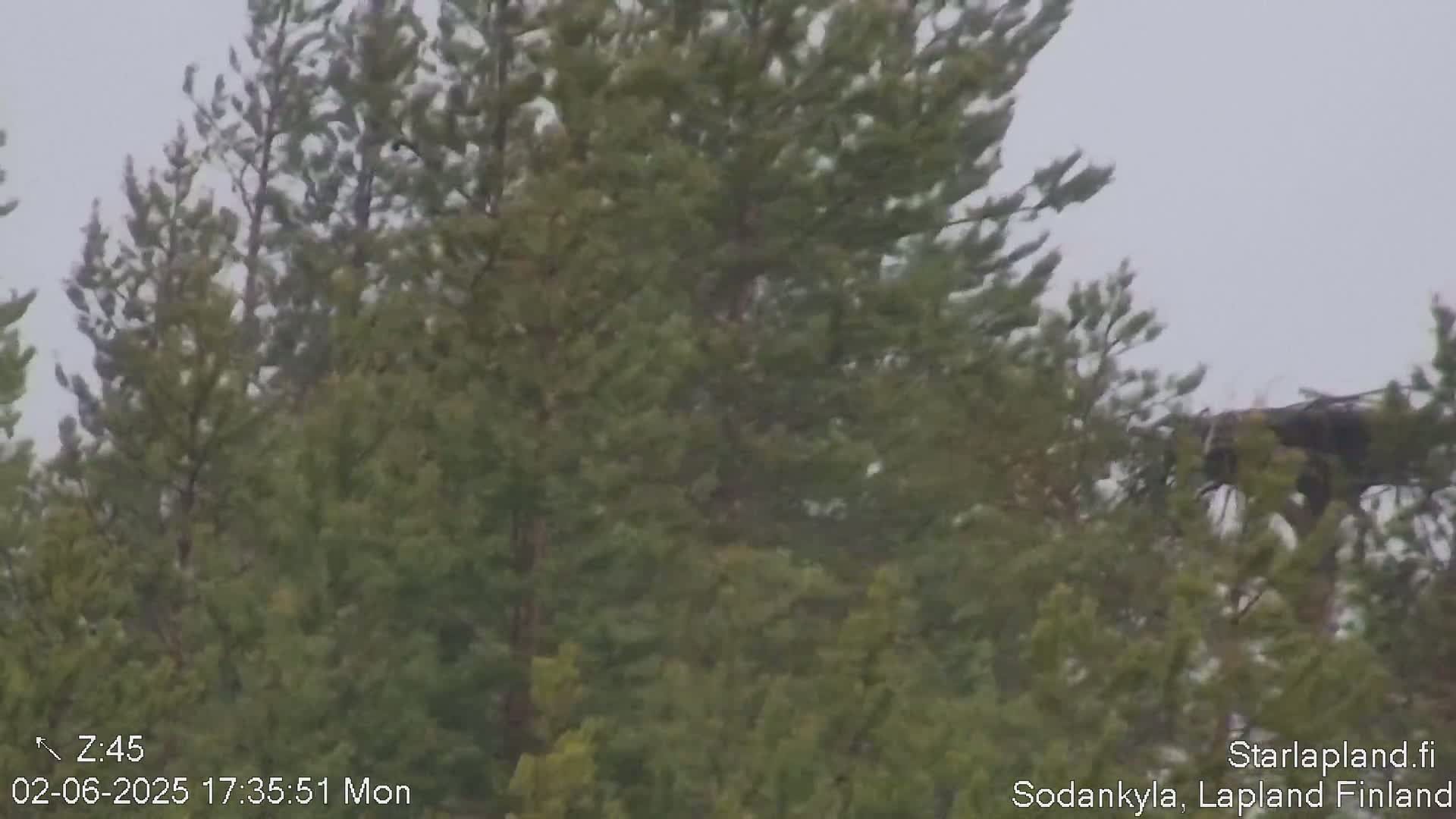 A large bird's nest is visible high in a stand of pine trees on an overcast day.