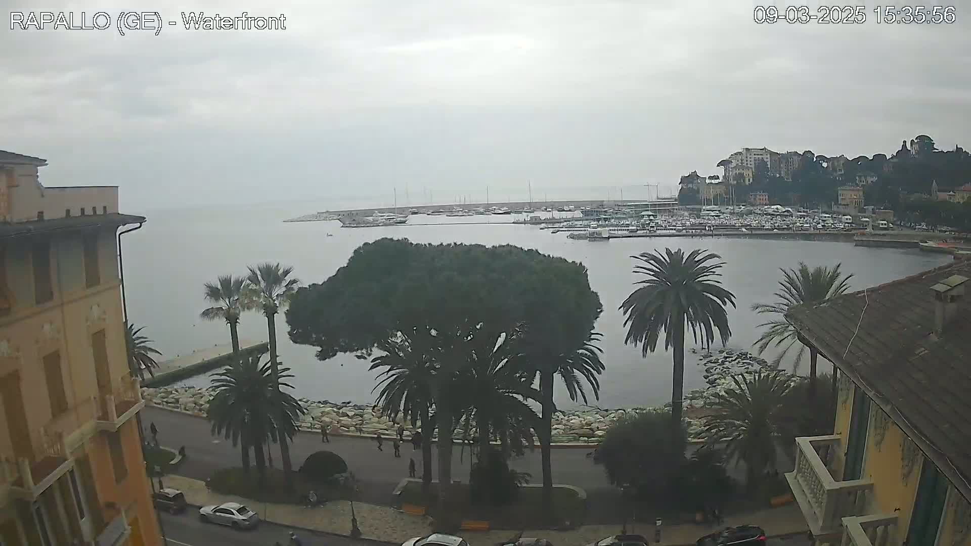 A harbor filled with boats is viewed from a waterfront building on an overcast day, with palm trees and other vegetation lining the shore.