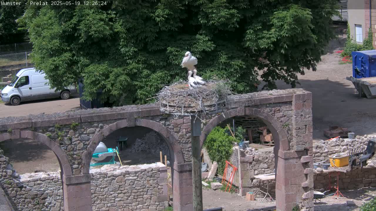 A stone structure with arches, under construction, supports a stork's nest containing adult and young storks, on a sunny day.