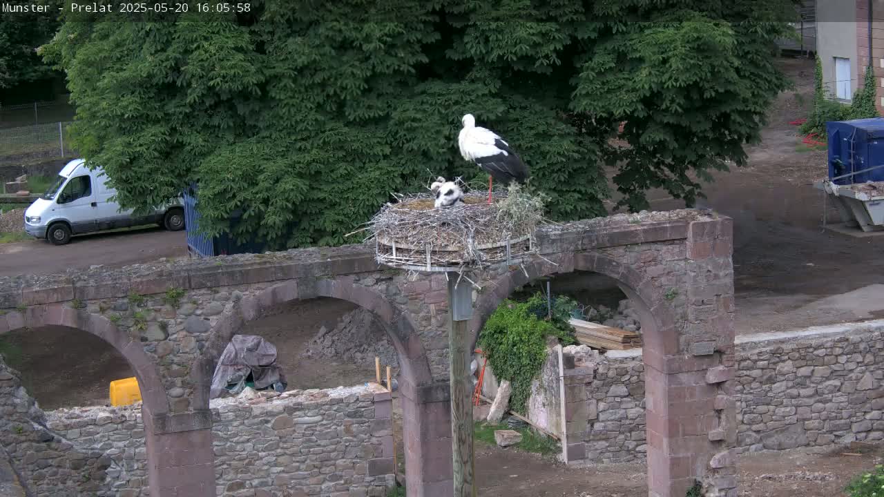 A pair of storks tend to their young in a nest atop a stone structure with arches, under a partly cloudy sky.