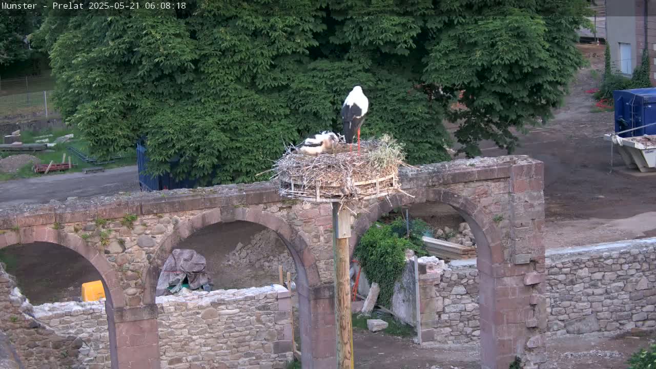 Munster, Ruines de l'Ancienne abbaye Saint Grégoire (Ruins of the Old Abbey of Saint Gregory) & Stork Nest Live Cam - Colmar-Ribeauvillé, Haut-Rhin, Grand Est, France