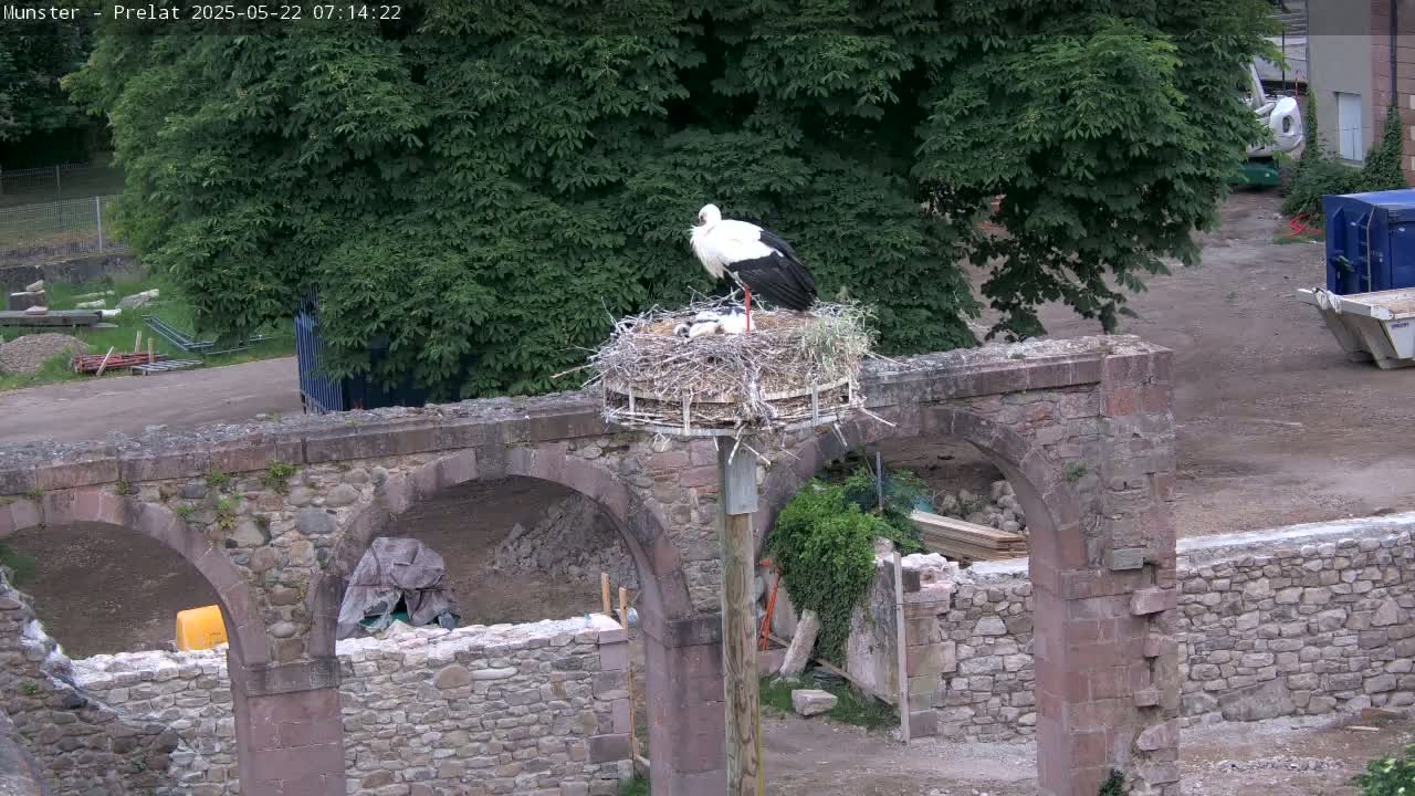 A white stork stands in a nest atop a pole situated on a stone archway, amidst construction debris and lush green trees under a partly sunny sky.