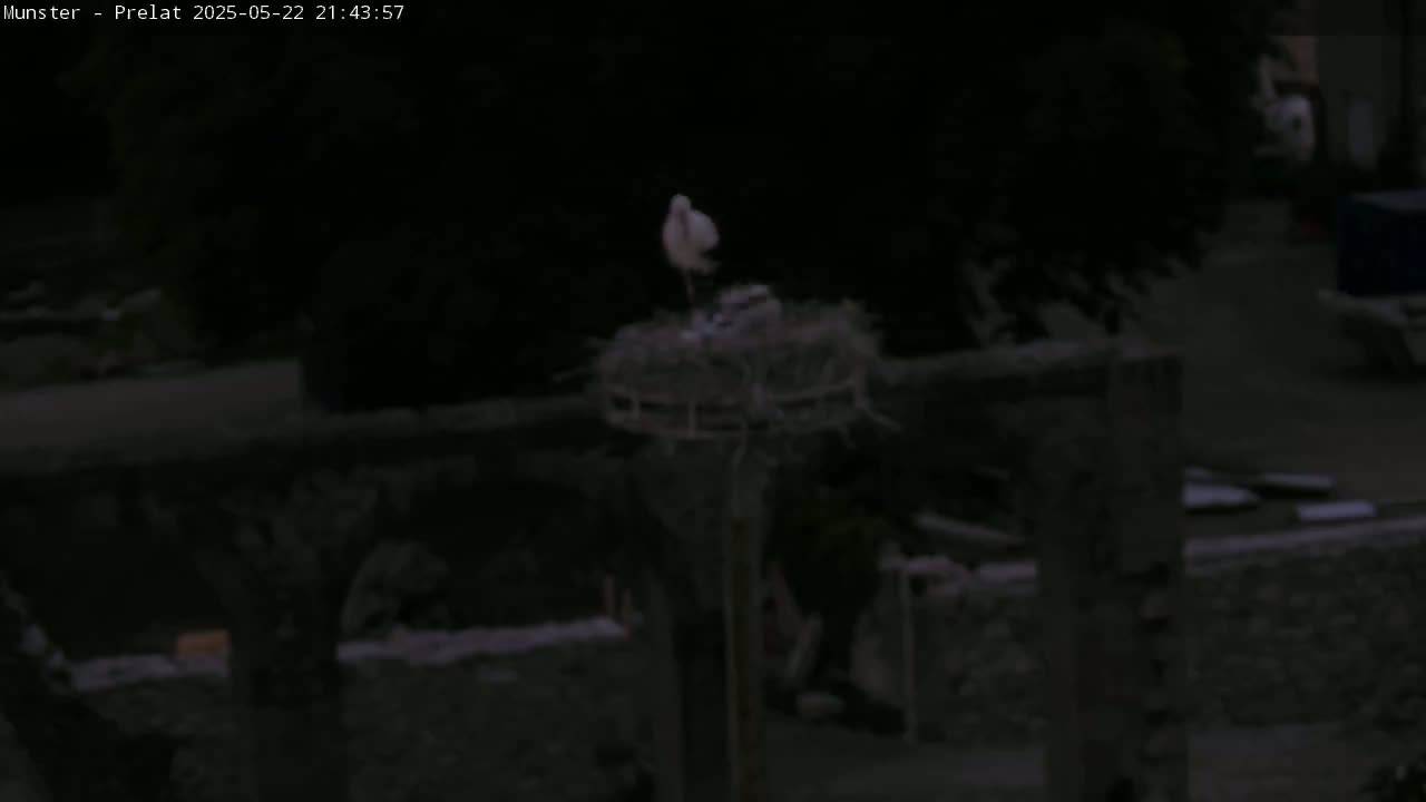 A white stork stands in a large nest atop a pole at night.