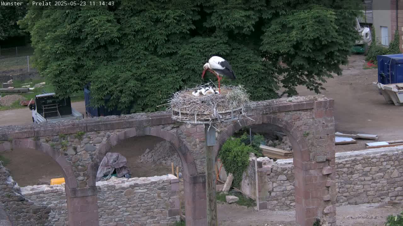 A white stork tends to its young in a nest atop a stone structure with arches, amidst overcast conditions near a construction site.