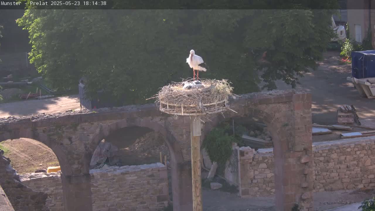 A white stork stands in a large nest atop a wooden pole situated on a stone archway, partially obscured by hazy sunlight.