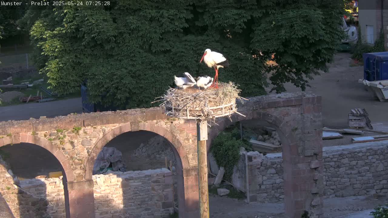 Munster, Ruines de l'Ancienne abbaye Saint Grégoire (Ruins of the Old Abbey of Saint Gregory) & Stork Nest Live Cam - Colmar-Ribeauvillé, Haut-Rhin, Grand Est, France
