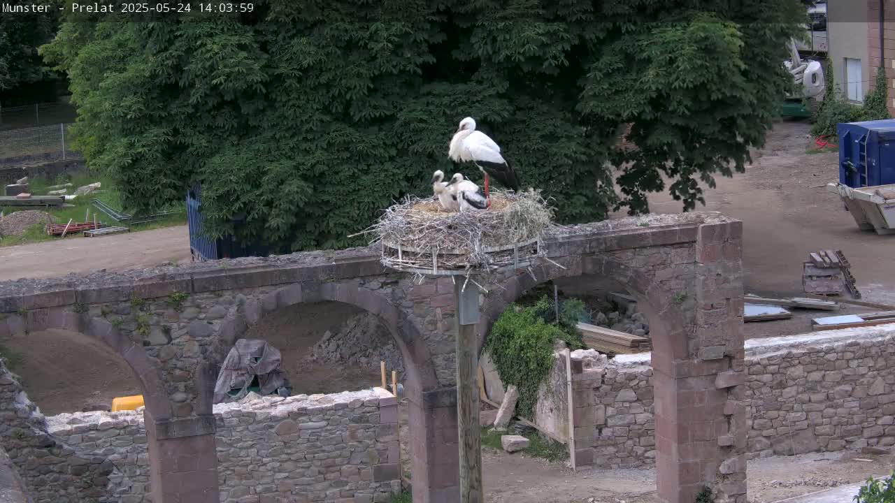 Two adult white storks and two young storks are in a nest atop a stone archway under a partly cloudy sky.