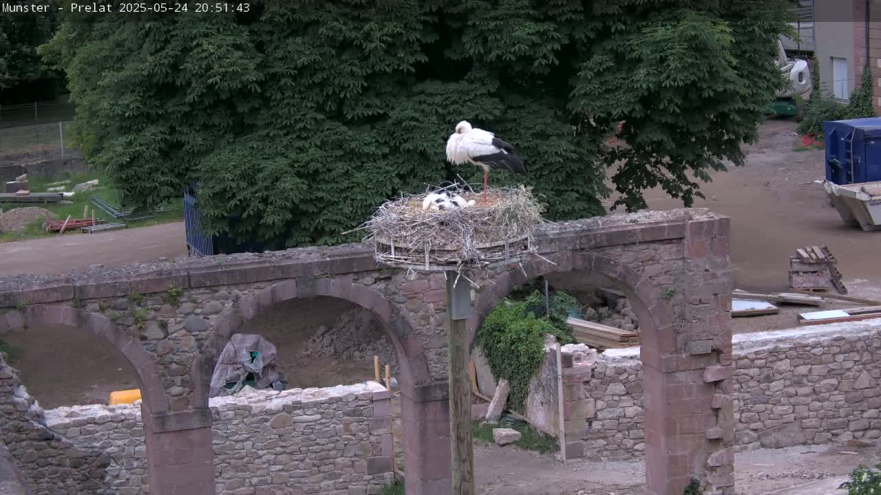 A white stork stands in a nest atop a weathered stone archway, overlooking a construction site on a partly cloudy day.