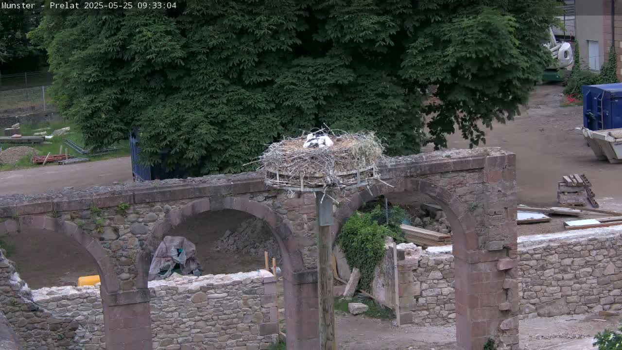 A large stork nest containing several young storks sits atop a wooden pole on a stone structure under a canopy of green trees.
