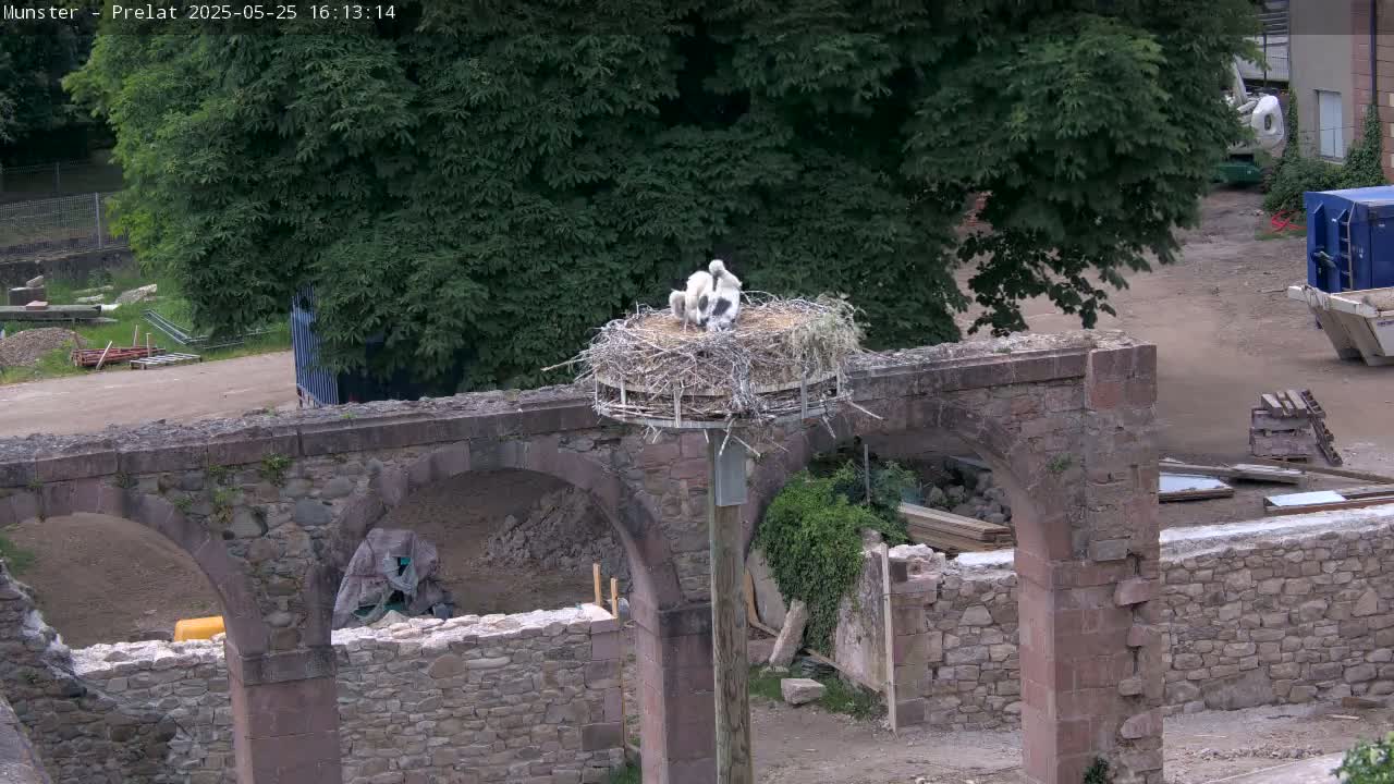 Three white storks are nestled together in a large nest atop a weathered stone structure on an overcast day.