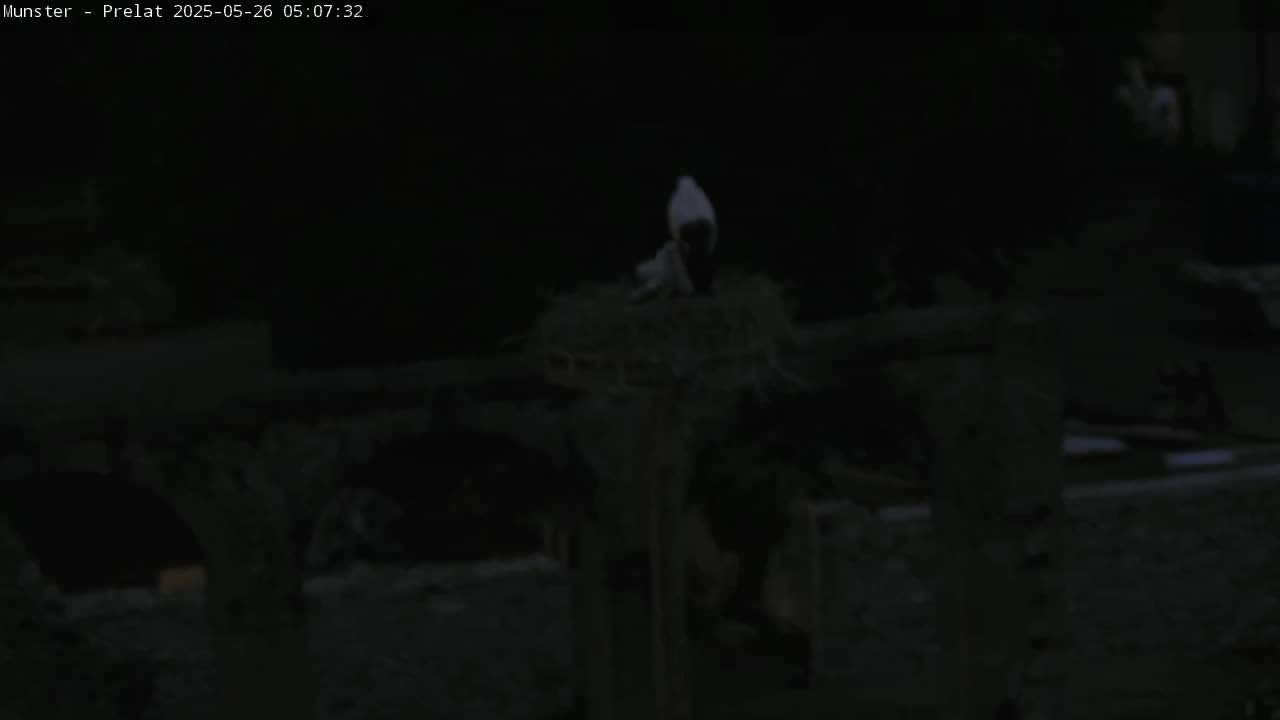 Munster, Ruines de l'Ancienne abbaye Saint Grégoire (Ruins of the Old Abbey of Saint Gregory) & Stork Nest Live Cam - Colmar-Ribeauvillé, Haut-Rhin, Grand Est, France