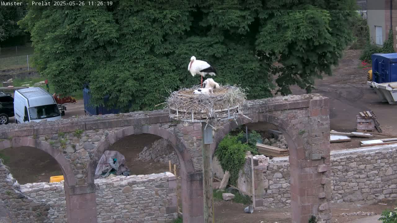 Two adult storks and at least one young stork are in a nest atop a stone archway next to a construction site on an overcast day.