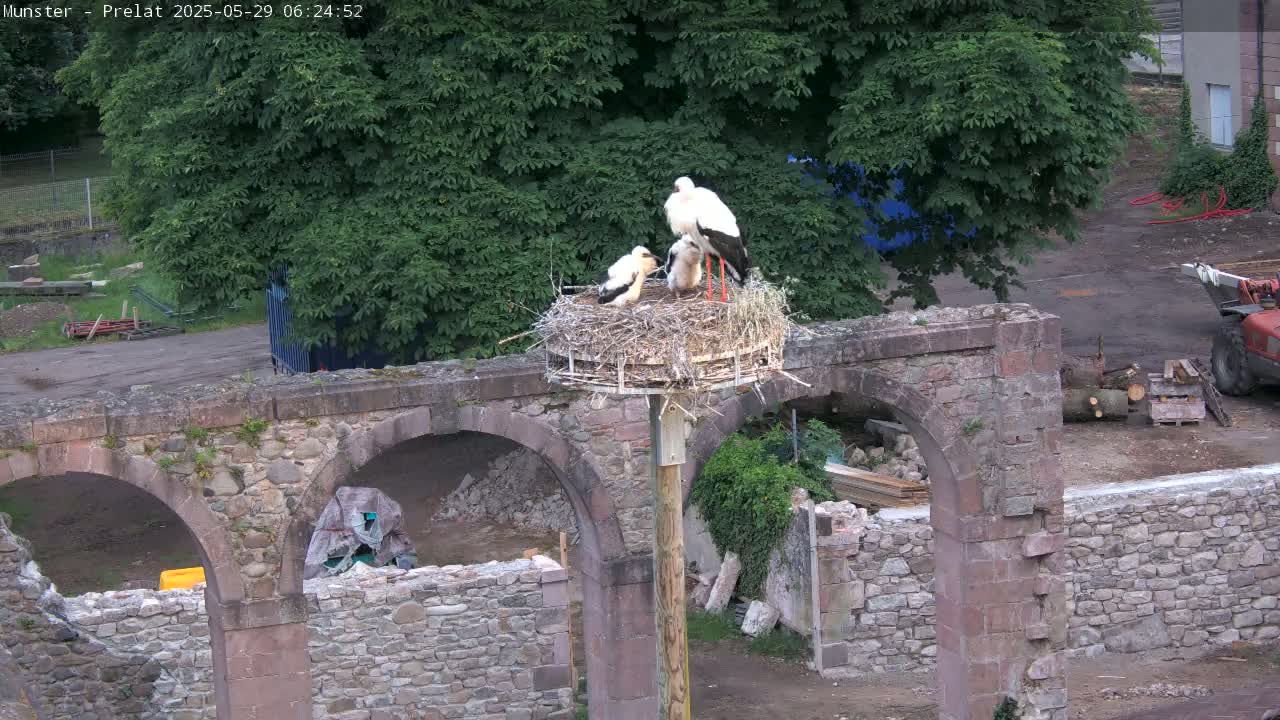 Two adult storks and two chicks are in a nest atop a pole near a stone archway and construction site under a partly cloudy sky.
