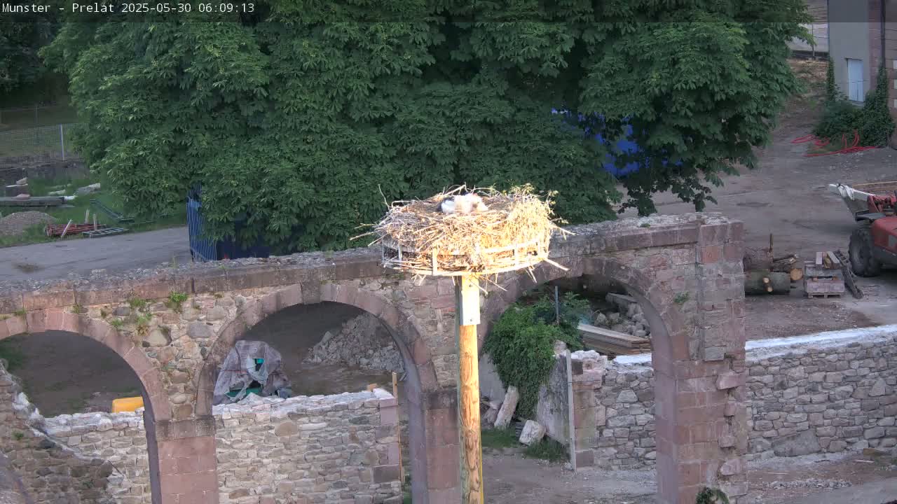 A large stork nest containing several birds sits atop a tall pole, positioned on a stone archway amidst construction materials and lush green trees under sunny conditions.