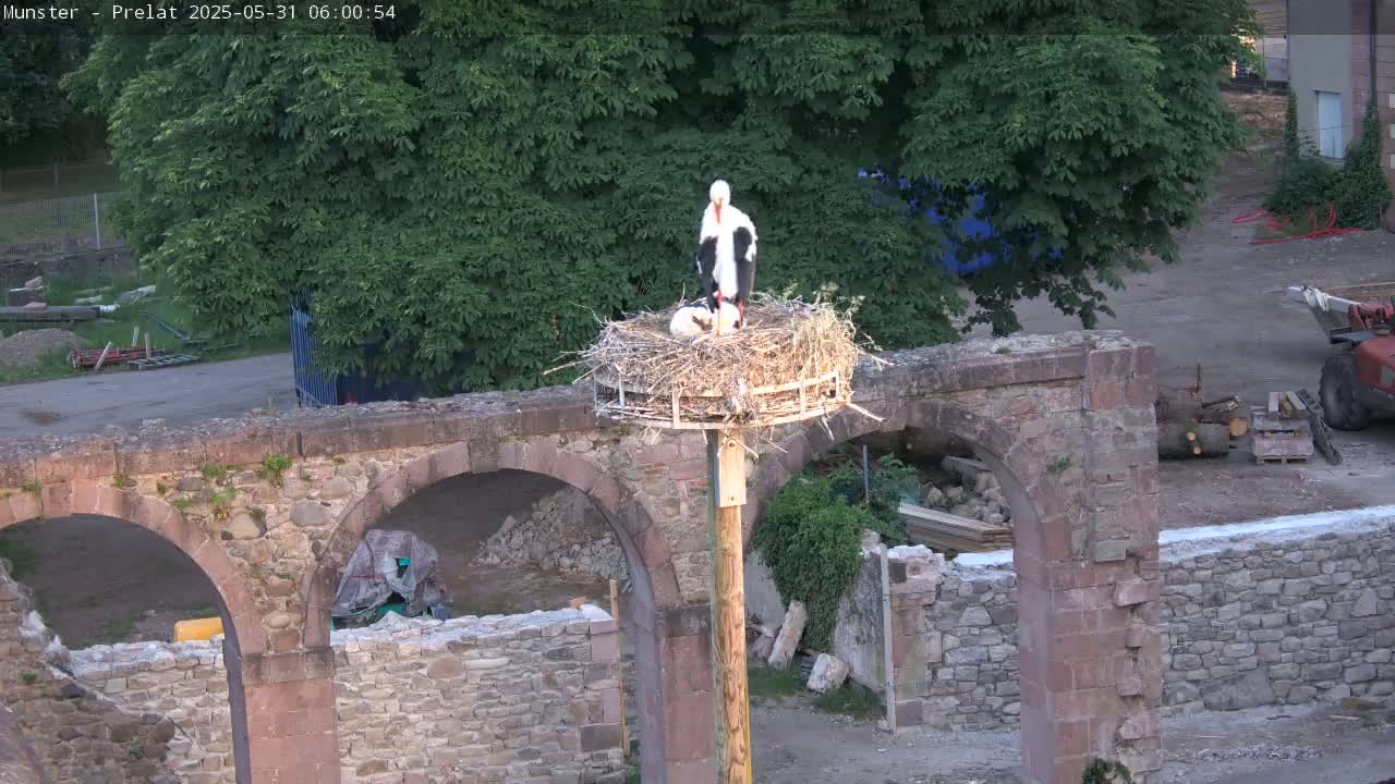 A white stork stands in a nest atop a pole near an old stone archway under a partly cloudy sky.