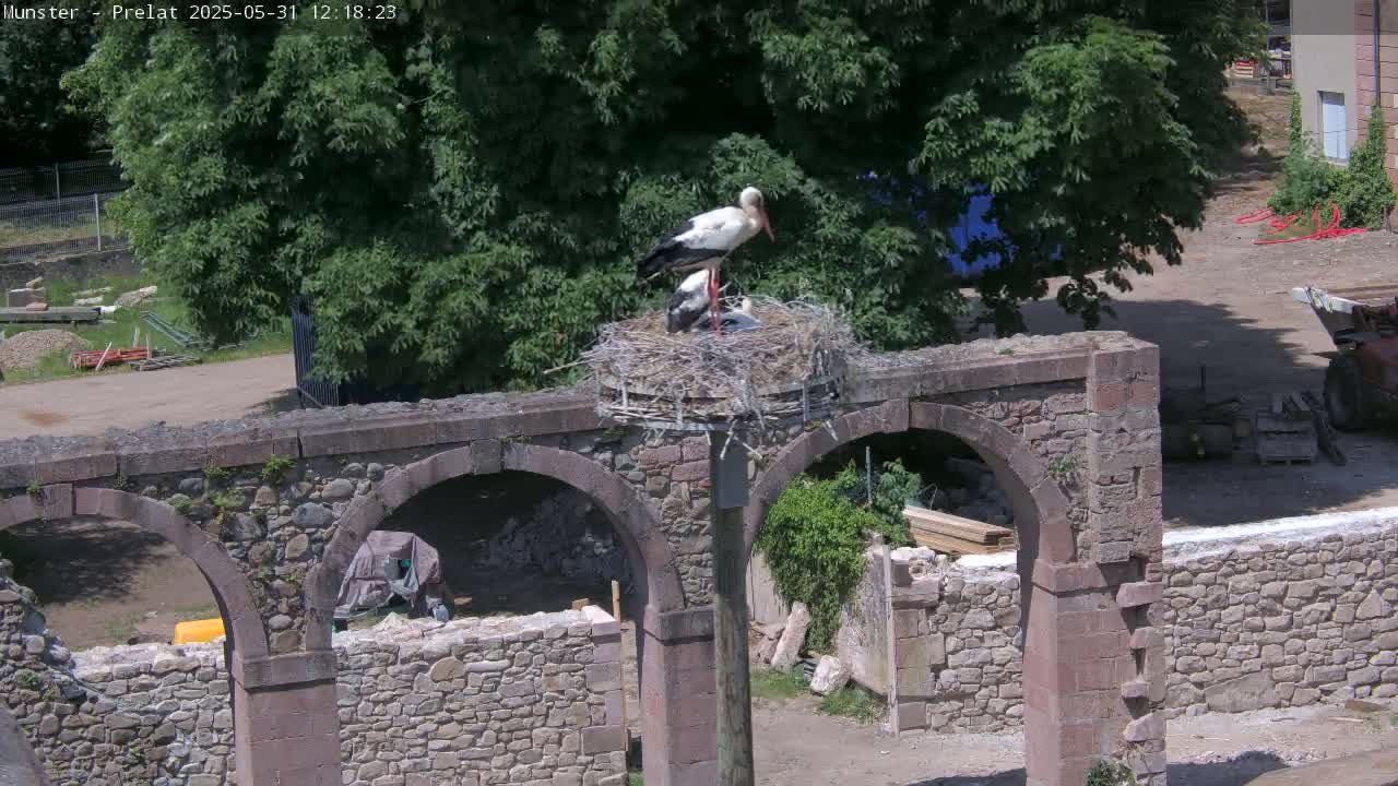 A stone structure with arched openings supports a stork's nest containing adult storks and at least one chick, all under a sunny sky.