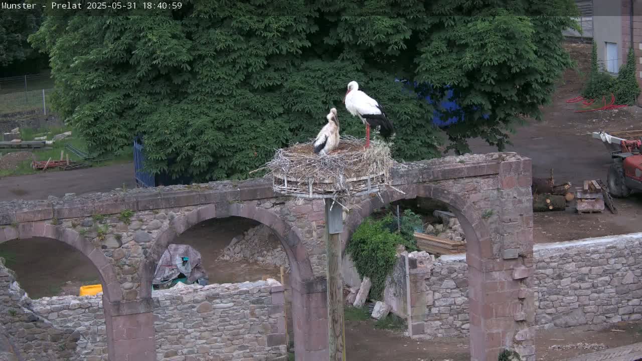 Two adult storks and a chick stand in a nest atop a pole situated on a stone archway, with construction materials and greenery visible in the background.