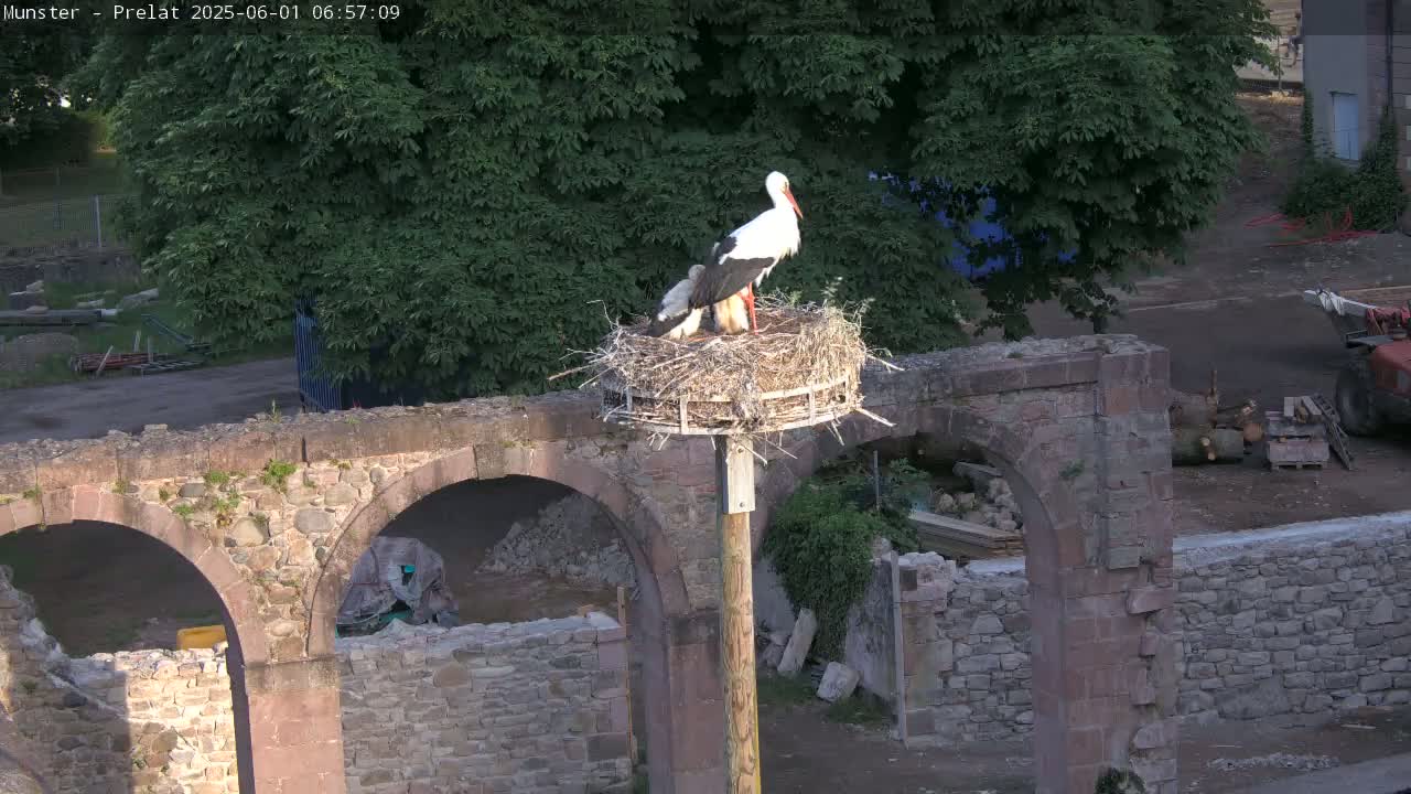 Munster, Ruines de l'Ancienne abbaye Saint Grégoire (Ruins of the Old Abbey of Saint Gregory) & Stork Nest Live Cam - Colmar-Ribeauvillé, Haut-Rhin, Grand Est, France