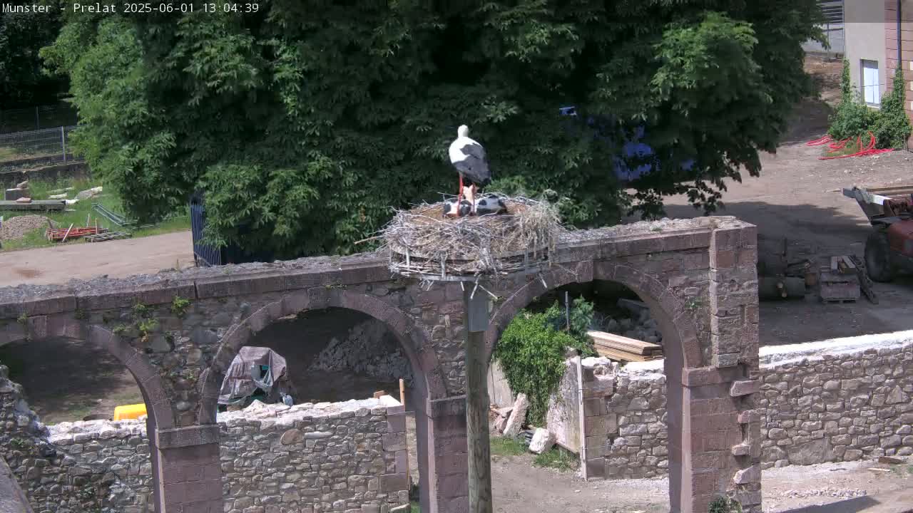 A white stork stands in a nest atop a stone archway amidst a construction site on a sunny day.
