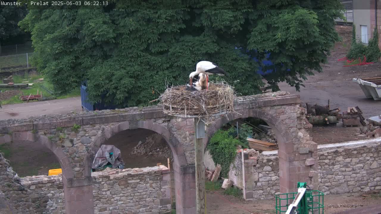 Munster, Ruines de l'Ancienne abbaye Saint Grégoire (Ruins of the Old Abbey of Saint Gregory) & Stork Nest Live Cam - Colmar-Ribeauvillé, Haut-Rhin, Grand Est, France