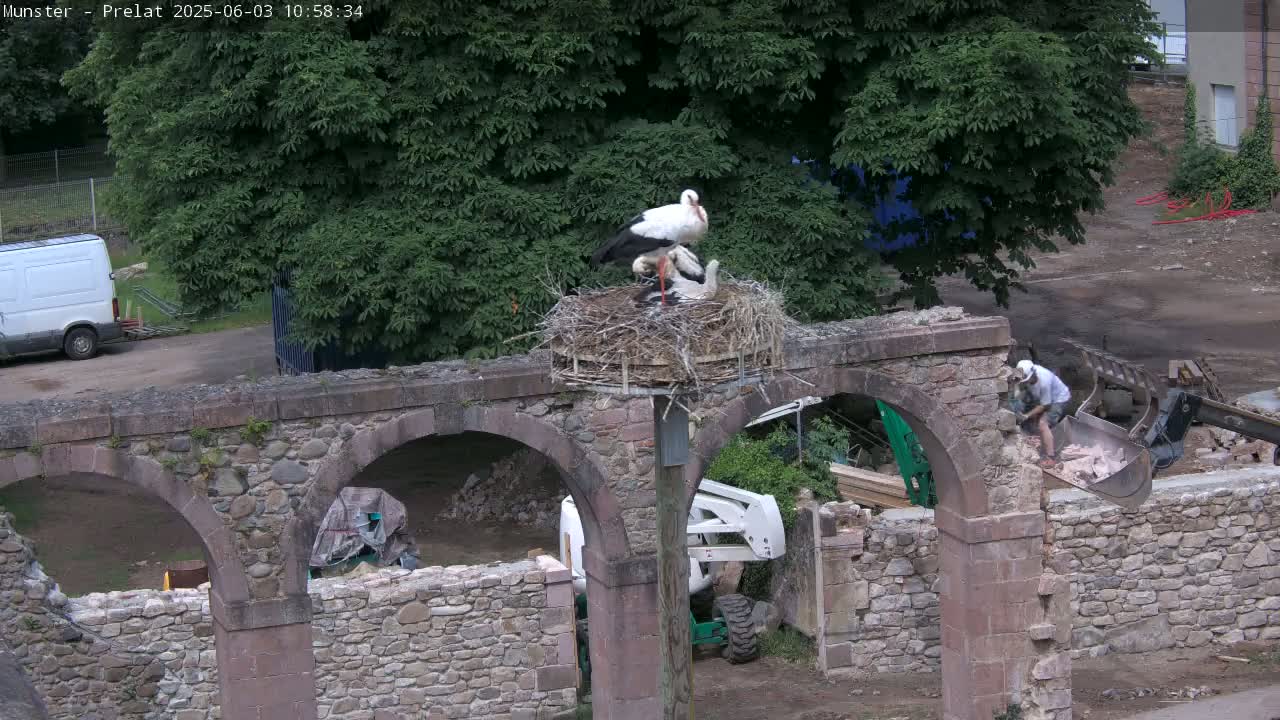 A pair of storks sits in a nest atop a pole near a stone archway undergoing demolition.