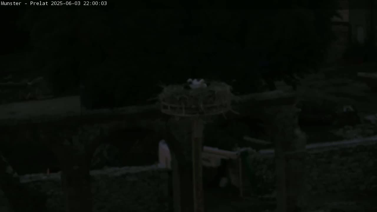 A bird's nest containing several birds sits atop a pole at night.