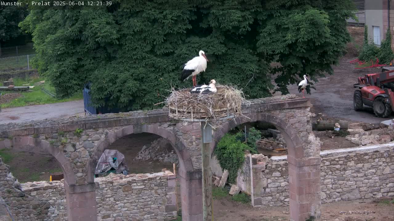 Two adult storks and a young stork are in a nest atop a stone archway amidst construction and overgrown vegetation on a partly sunny day.
