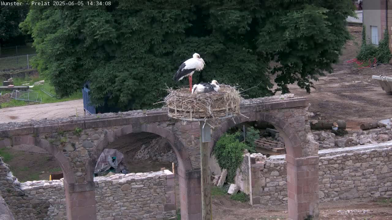 A stork stands in a large nest atop a wooden post situated on a stone archway overlooking a construction site under a cloudy sky.
