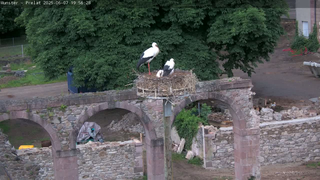 Two storks and a chick are in a nest atop a stone archway, surrounded by greenery under a partly cloudy sky.