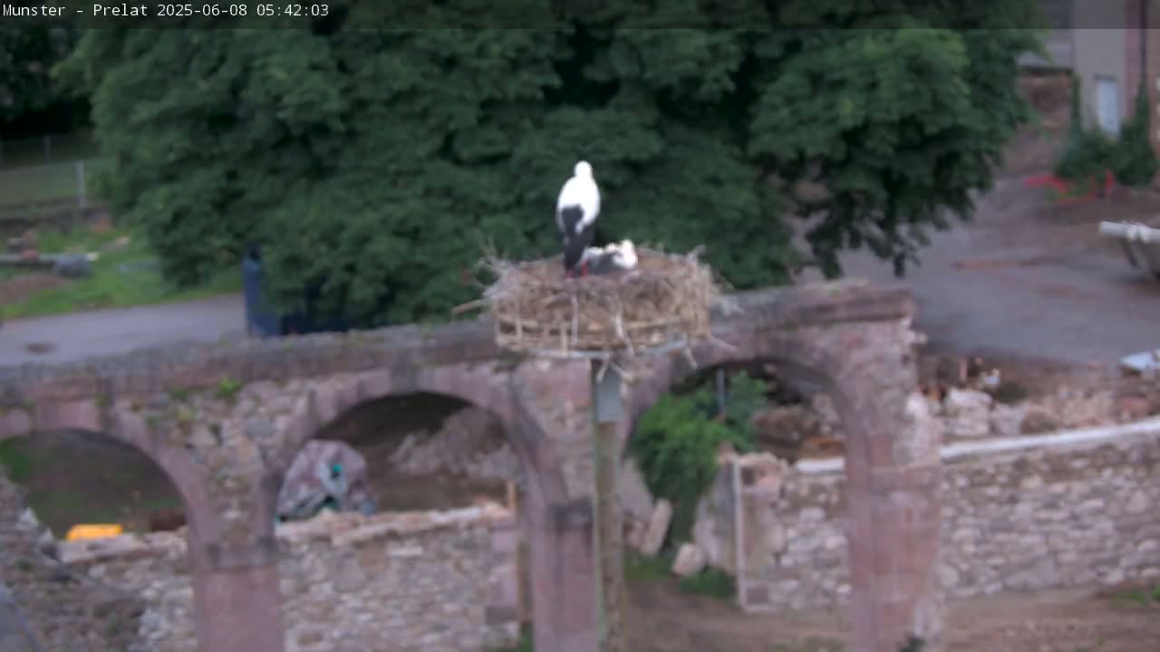 Munster, Ruines de l'Ancienne abbaye Saint Grégoire (Ruins of the Old Abbey of Saint Gregory) & Stork Nest Live Cam - Colmar-Ribeauvillé, Haut-Rhin, Grand Est, France