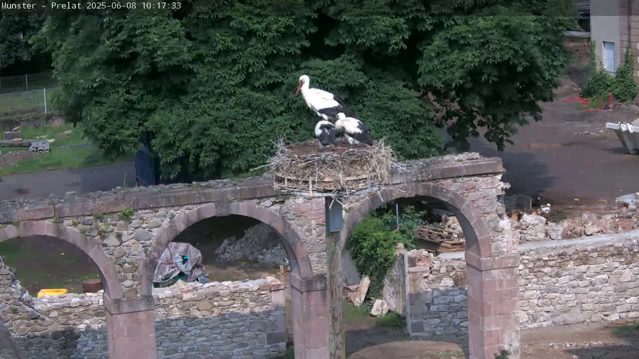 A stone archway structure with a stork family in a nest atop a pole.