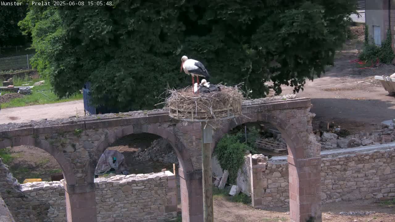 Two adult storks and a chick are perched in a nest atop a weathered stone structure with arched openings under a partly sunny sky.
