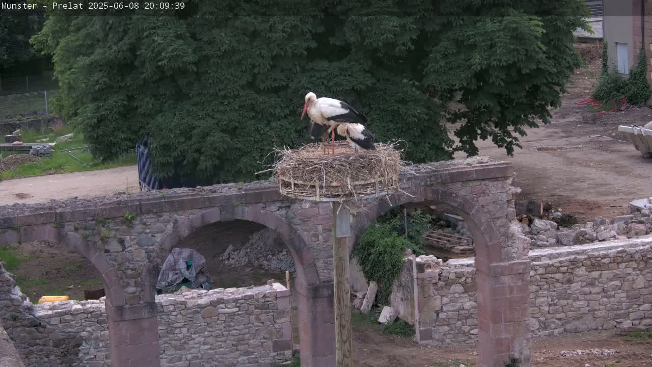 Two white storks are perched in a large nest atop a pole situated on a stone archway amidst a partly-demolished stone structure, under a partly cloudy sky.