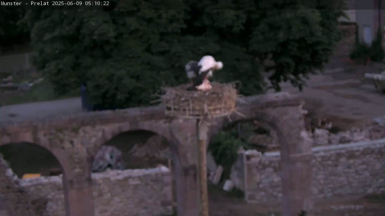 Munster, Ruines de l'Ancienne abbaye Saint Grégoire (Ruins of the Old Abbey of Saint Gregory) & Stork Nest Live Cam - Colmar-Ribeauvillé, Haut-Rhin, Grand Est, France