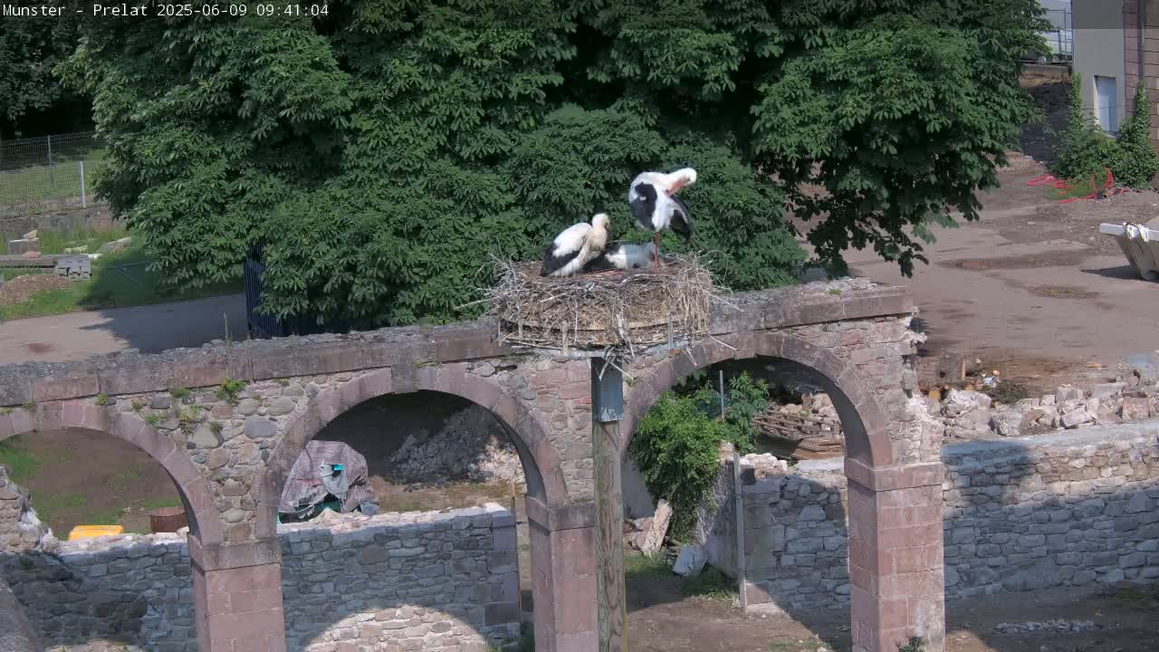 Two adult storks and a chick are in a nest atop a stone archway on a sunny day.