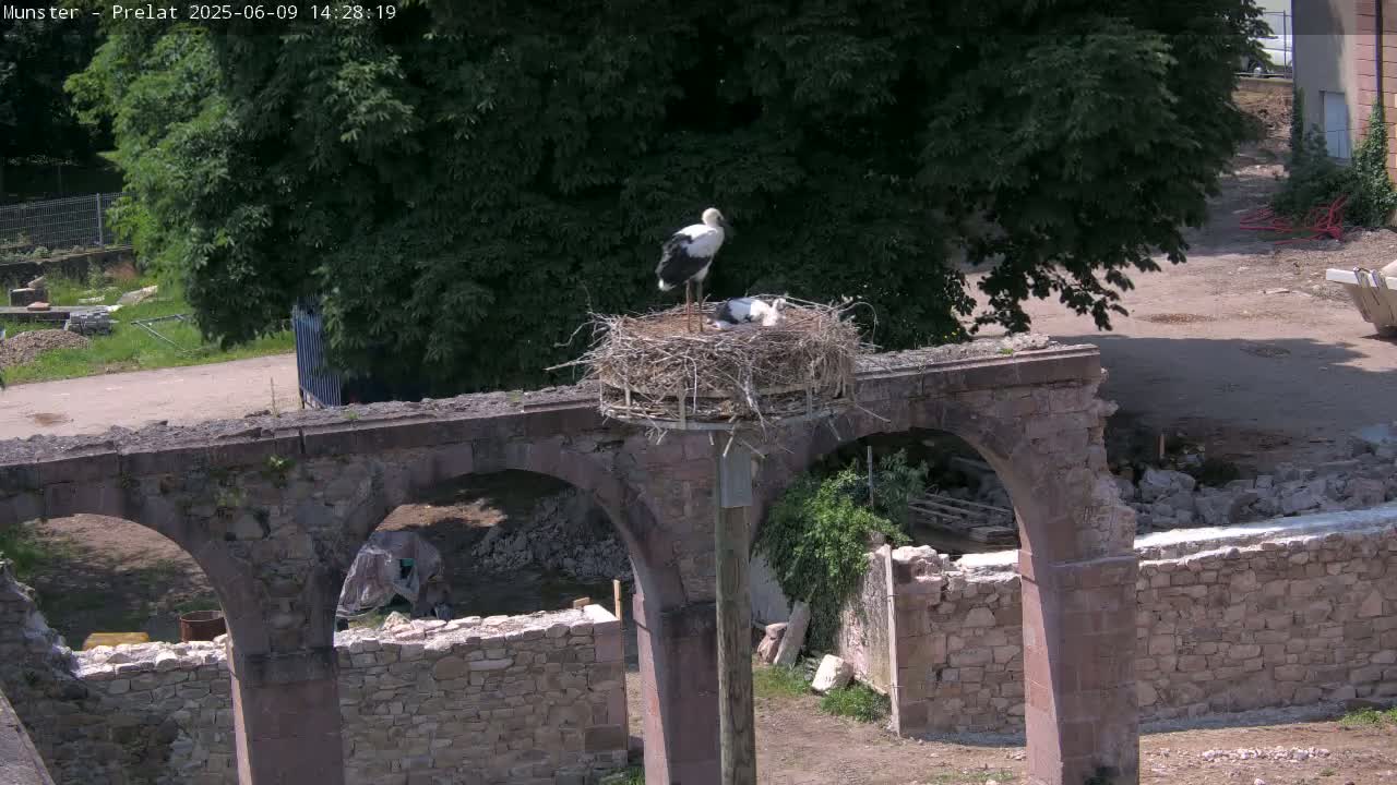 Two storks are perched on a nest atop a weathered stone structure on a sunny day.