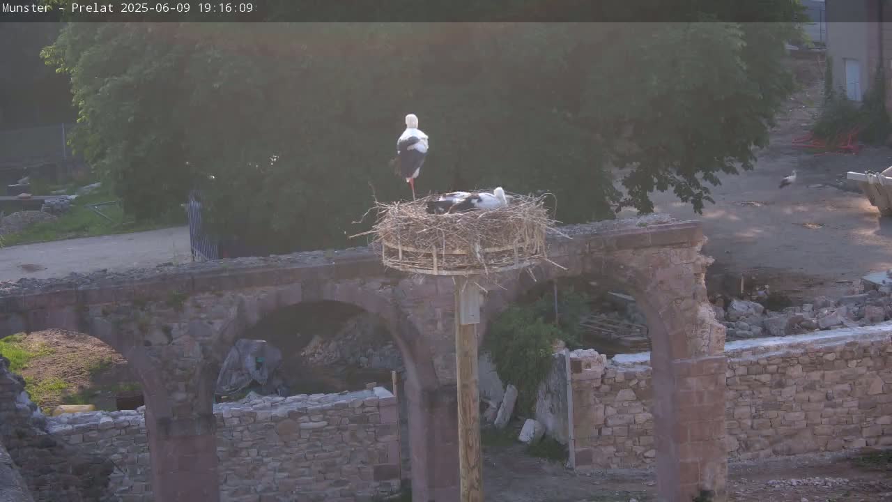 Two storks stand in a large nest atop a wooden pole situated on a crumbling stone archway, under hazy sunlight.