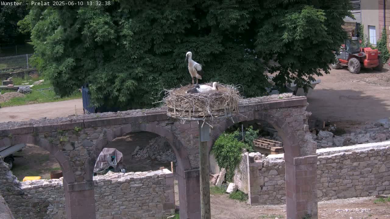 A stork stands in a large nest atop a stone structure with arches, under a sunny sky.